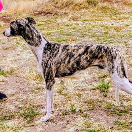 Treasure - Fawn brindle male Whippet puppy in Goldendale, Washington from Amulet Charm