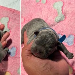 French Bulldog Puppies from Tip Top Bully House