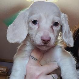 Bigger cream boy - Cream male Dachshund puppy in Rutherfordton, North Carolina from Knock Out Doxie’s