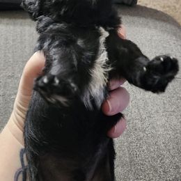 Miniature Schnauzers from Kains miniture schnauzers