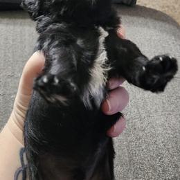 Miniature Schnauzers from Kains miniture schnauzers