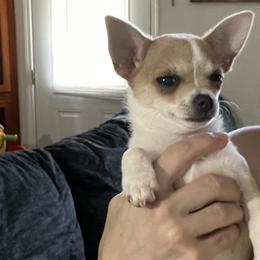 Chihuahua and Dachshund Puppies from Dachshund Family Love Breeders