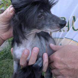 DaoDog Olga One and Only - Black and white female Chinese Crested puppy in Highland Park, Michigan from Family Kennel Dao Dog