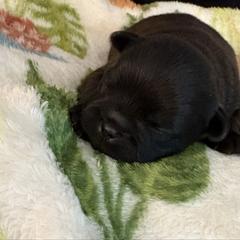 Vinny - Black male Brussels Griffon puppy in Ogden, Utah from Shelly's Brussels Griffons