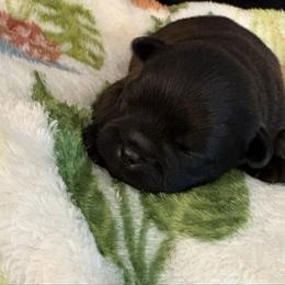 Vinny - Black male Brussels Griffon puppy in Ogden, Utah from Shelly's Brussels Griffons