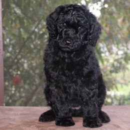 Dachshund and Poodle Puppies from Divine Dachshunds & Divine Poodle Paradise Standard Poodles