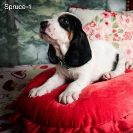 Spruce - Black brown and white male Basset Hound puppy in Hodges, South Carolina from Blooming Basset