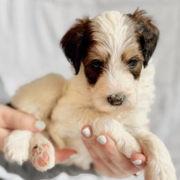 Jackie Frost - Brown and white female Bernedoodle puppy in Louisville, Kentucky from Darlin’s Doodles