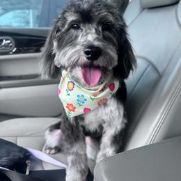 Mercy - Goldendoodle