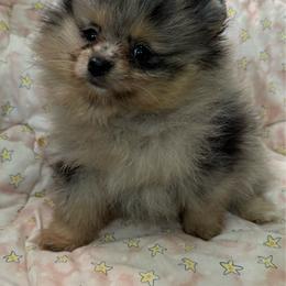 Brown eyes - Blue merle female Pomeranian puppy in Silver Springs, New York from Humehill