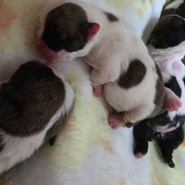 TBD - Red brindle and white female Bulldog puppy in Lexington, Kentucky from E. Clive Bulldogs