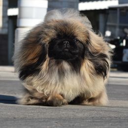 Ethereal - Pekingese