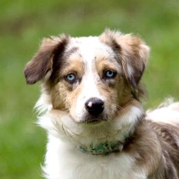 Chloe - Miniature Australian Shepherd