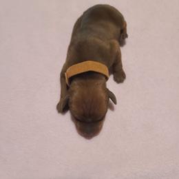 Brown - Stag red male Miniature Pinscher puppy in Phelan, California from Desert Rose Kennel