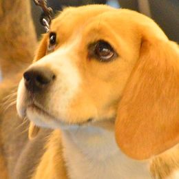 Beagles and Norwegian Buhunds from Fjordriket