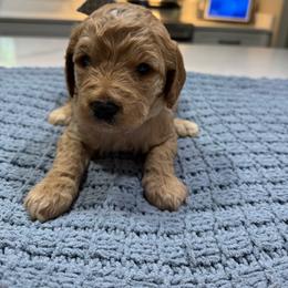 Gray Female- MiniGoldendoodle - Apricot female Goldendoodle puppy in Piedmont, South Carolina from The Farm at Saluda Ridge