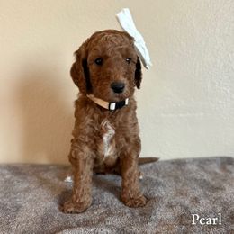 Pearl - Red  female Goldendoodle puppy in Crothersville, Indiana from Wischmeier’s Doodles