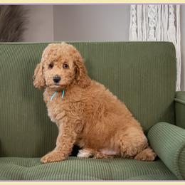 Paul - Red  male Goldendoodle puppy in Connersville, Indiana from Deaz Doodle Ranch