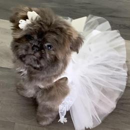 Shih Tzus from Fran's Shih Tzus