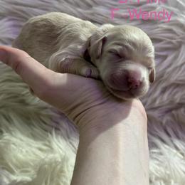 D. Pink - Windy - Cream female Goldendoodle puppy in Orange City, Florida from Rainbow Doodle