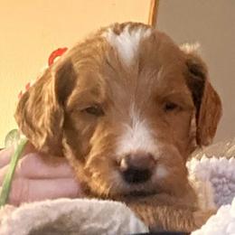 Cosmo - green collar - Apricot male Goldendoodle puppy in Puyallup, Washington from Dawnie’s Doodles