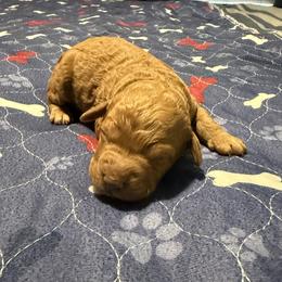 No Collar - Red  female Goldendoodle puppy in Landis, North Carolina from Shelbys Doodle Farm