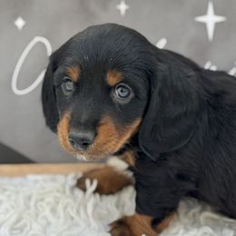 AKC Milo - Black and tan male Dachshund puppy in Colbert, Oklahoma from Brooke Crenshaw