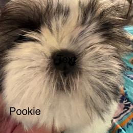 Pookie - Silver gold and white female Shih Tzu puppy in Madras, Oregon from Maridee’s ShihTzu