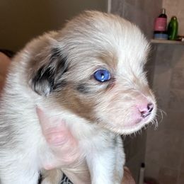 Blue - Blue merle female Miniature Australian Shepherd puppy in Greenboro, North Carolina from Rustlingrass Miniature American Shepherds