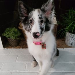 Shetland Sheepdogs from Sweet Willow Shelties