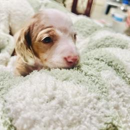 Bailey - Piebald male Dachshund puppy in Fontana, California from DOXI.E.