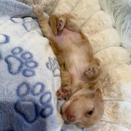 Akc Marie - Cream female Dachshund puppy in Erie, Michigan from Champagne’s Grinch Toe’d Dachshunds