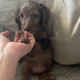 Pecan - Dachshund puppy from Honey Creek Doxies