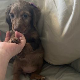 Pecan - Dachshund puppy from Honey Creek Doxies