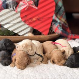Cockapoo puppies from Bright and Beautiful Cockapoos and Doodles