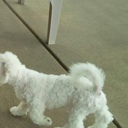 Bichon Frise Puppies from My Bliss Bichons