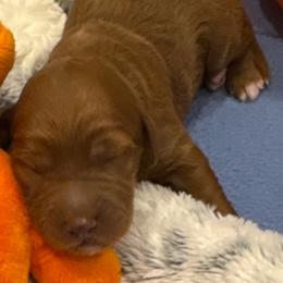 Scooby - Red  male Goldendoodle puppy in Maricopa, Arizona from AZ Designer Goldendoodles