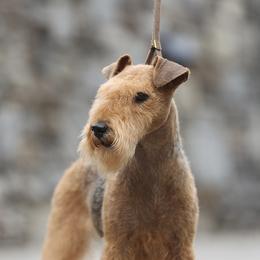 Lakeland Terrier All Grown Up from Teraz