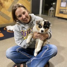 Australian Shepherd Puppies from Badlands Australian Shepherds