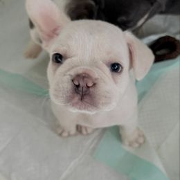 Blu - White male French Bulldog puppy in Huron, Ohio from Noya French bulldogs