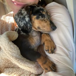 Dachshund Puppies from House of Slinkys