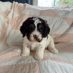 Ernestine - Liver white and tan female Springerdoodle puppy in Dundee, Ohio from Evalina Miller's Spaniels