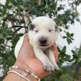 Ben - Red speckled male Australian Cattle Dog puppy in Sahuarita, Arizona from A2 Australian Cattle Dogs