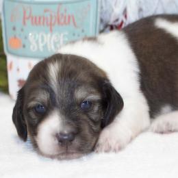 Oscar - Piebald male Dachshund puppy in Bellville, Ohio from JK Mini Doxies