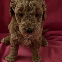 Goldendoodle Puppies from Adorable Lovable Mini Doodles