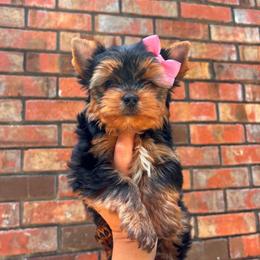 Lady - Black and tan female Yorkshire Terrier puppy in Georgia from Nalley Kennels