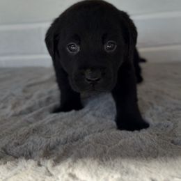 Boy 6 - Black male Labrador Retriever puppy in Camden, Tennessee from Pure Heaven Labs