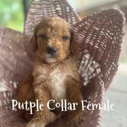 Purple Collar - aka Yellowstone National Park - Phantom female Goldendoodle puppy in Eunice, Louisiana from Maison De Pawz