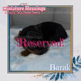 Barak - Black tan and white male Biewer Terrier puppy in Asheville, North Carolina from Miniature Blessings