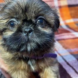 Shih Tzu Puppies from Shih Tzu Companions